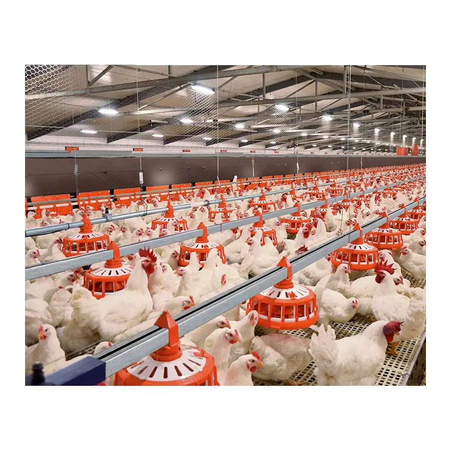 Chicken Feeder Pan System Huhn Automatische Futter linie Hochwertige moderne Broiler Ausrüstung Geflügels tall Design Hühnerfarm