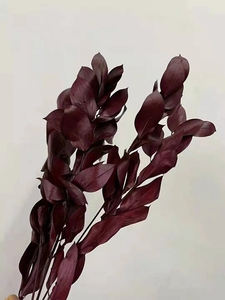 Ruscus ที่เก็บรักษาไว้ Ruscus ใบใหญ่ที่มีความเสถียรสําหรับการจัดดอกไม้ - Product Image 3