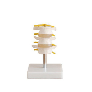 Lumbar Vertebrae Model with Spinal Cord and Spinal <strong>Nerve</strong> - Product Image 4
