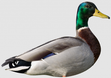 Mallard 46x32cm Upright Drake