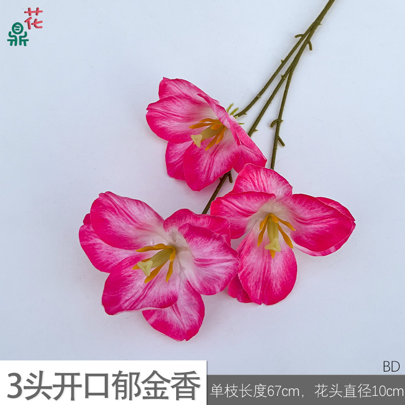 3-headed open tulip (BD) in rose red
