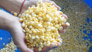 玉米玉米罐头洗烫脱水工艺的蔬果旋涡式洗衣机 - Product Image 5
