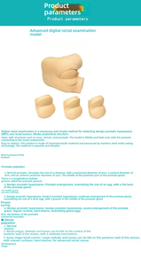 Advanced Digital PVC Training Model for Prostate Examination Rectal <strong>Palpation</strong> Simulation of DRE in Medical School Diagnosis - Product Image 3