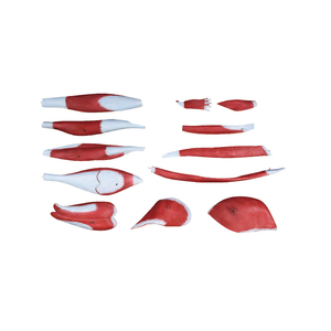 Medical Science Educational Teaching 80CM <strong>Human</strong> Male Muscle Model 27 Parts <strong>Human</strong> Bone Anatomy Model - Product Image 5