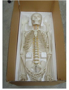 Tıbbi bilim tam boy İnsan kafatası eğitim bilimleri modeli insan tam iskelet insan vücudu ile disarticuskeleton iskelet - Product Image 5