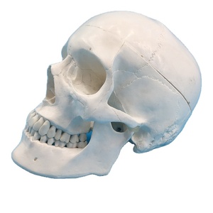 IN-M3 <strong>Human</strong> Skull Model <strong>3</strong>-part Anatomical Model With Removable Skull Cranium Articulated Mandible for Medical Student <strong>Human</strong>