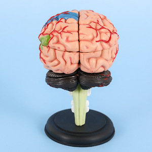 Modello di cervello assemblato modello anatomico rimovibile di strutture cerebrali 4D - Product Image 1