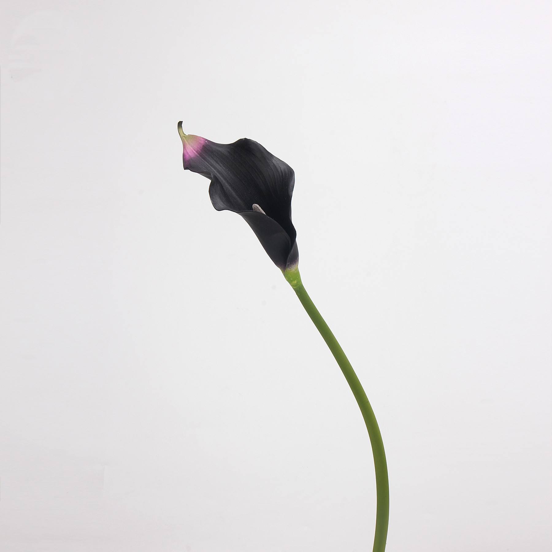 DK Violet - 63CM