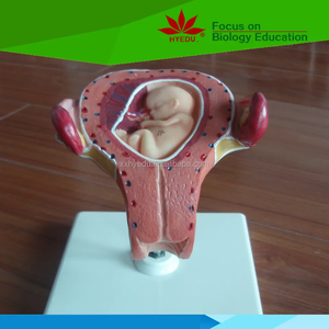 โมเดลชุดพัฒนาการของทารกในครรภ์สำหรับขั้นตอนการตั้งครรภ์ของมนุษย์
