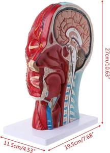 Insan kafası boyun anatomik Model anatomisi yay düzlemi yüzeysel kas sinir modeli kas-iskelet anatomisi Model beyin - Product Image 4