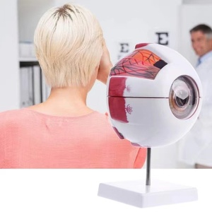 Bilim eğitimi için SCIENSMED 6X genişlemiş insan gözü anatomik modeli öğrenciler çalışma ekran tıbbi öğretim - Product Image 3