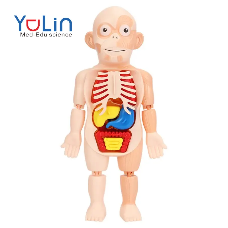 Kid 3D Puzzle modello del corpo umano apprendimento educativo organo giocattolo Torso scheletro educazione precoce modello di organo umano