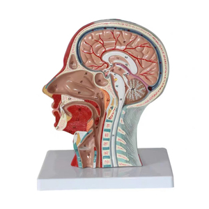 頭の顔の首の医療サジタル断面筋肉神経解剖学的教育モデル - Product Image 1