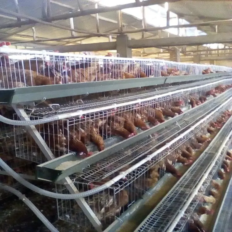 כלוב עוף/עוף כלוב מפעל עיצוב כלוב שכבה עבור חוות תרנגולות