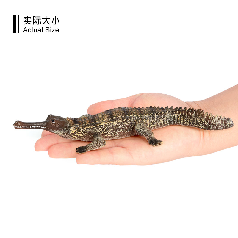 1640 Gavialis gangeticus Cocodrilo