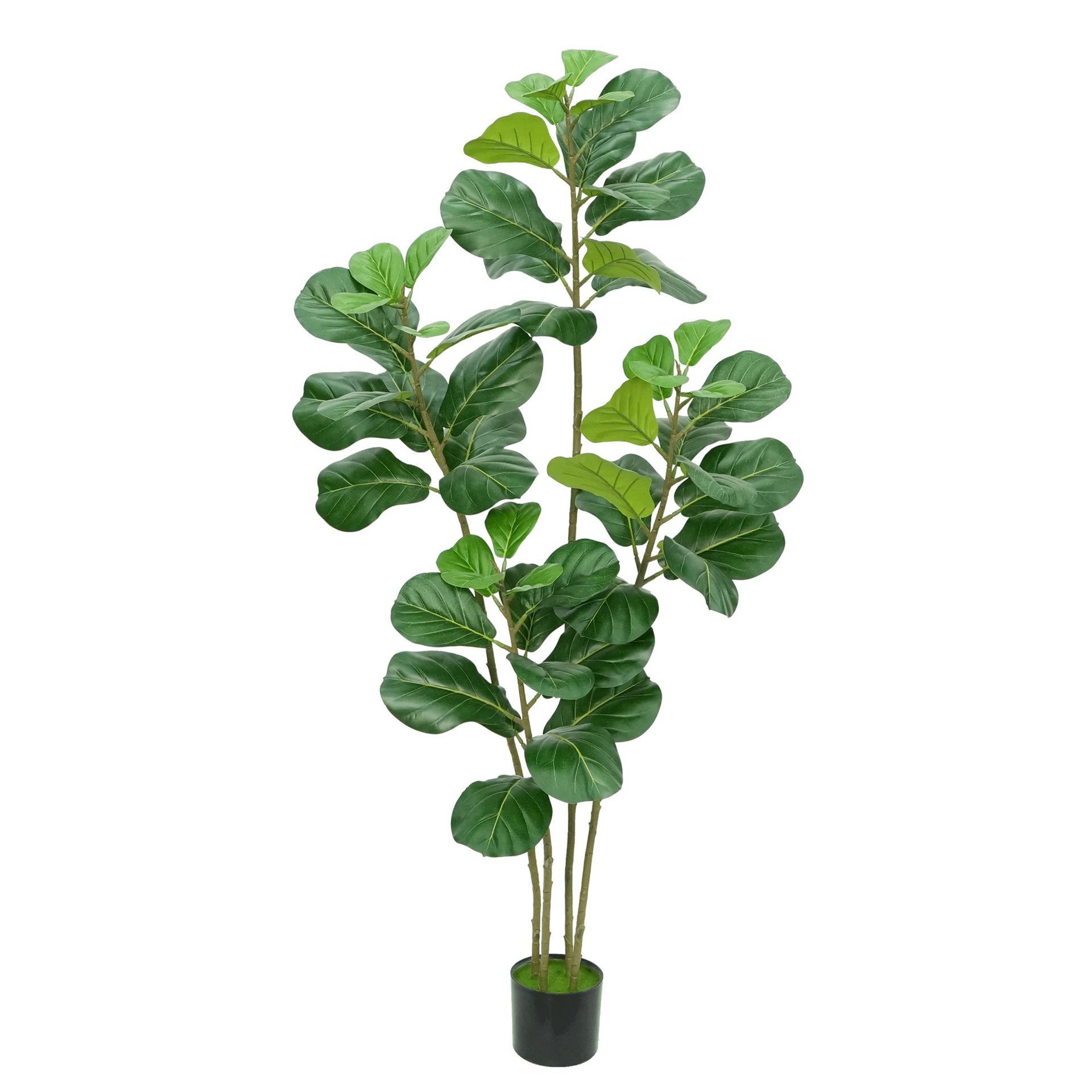 Ficus lyrata de 180 cm| quatre tiges