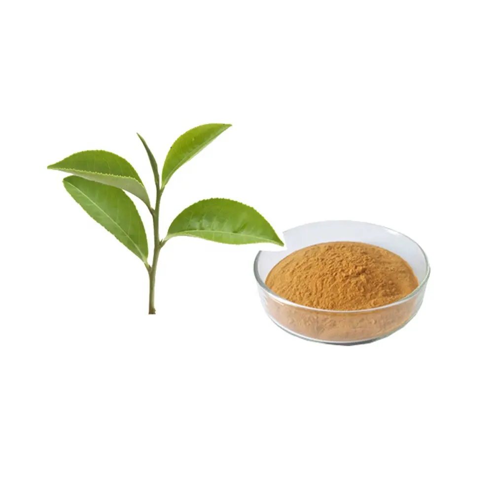 Estratto di tè verde in polvere 98% polifenolo tè EGCG