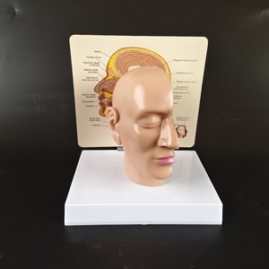 人脑颅解剖模型-脑动脉与医学教育互动教学示范 - Product Image 4