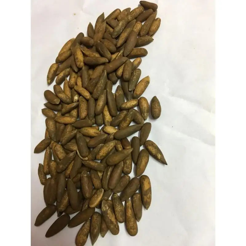 Chola Superfoods-Frutos secos de pino, producto Ideal para granos de gran calidad CSF/PINU/2022-2023