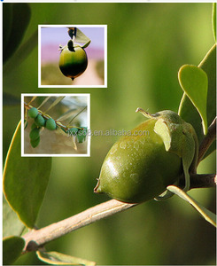 100% натуральное масло жожоба чистое органическое масло жожоба холодного отжима девственное масло жожоба 1 л 25 л 180 л для косметики для волос - Product Image 4