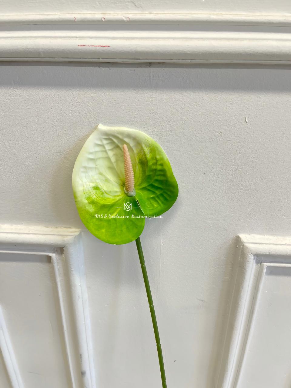 Anthurium vert
