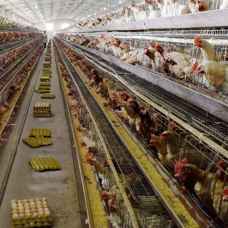 Equipo agrícola tipo A, Sistema Automático galvanizado por inmersión en caliente, jaula de pollo con batería para aves de corral, 96/120/128 capas