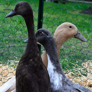 Factory Price PVC Coated <strong>Hexagonal</strong> Chicken Iron <strong>Wire</strong> <strong>Mesh</strong> <strong>Netting</strong> for Fence Farm - Product Image 6