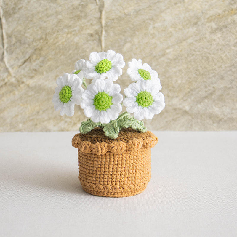 Multi-headed daisy - white flowers with green center