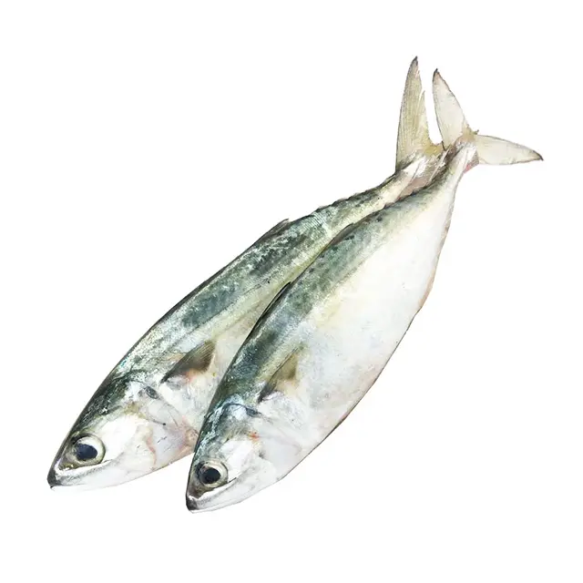 Nova Temporada IQF BQF cavala indiana Para Venda Tamanho Pequeno 10kgs/ctn Todo Redondo China Exportação Congelados Peixe De Cavala Indiana