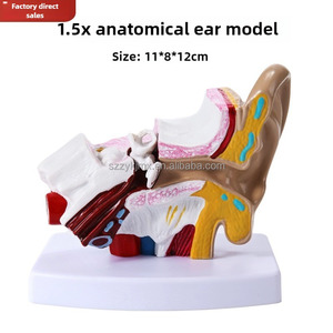 Tıbbi bilim için 1.5x genişlemiş anatomik 3D İnsan kulak modeli dış orta iç kulak teşhir tabanı - Product Image 2