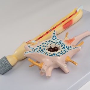 DARHMMY Advanced Medical Science Model <strong>Human</strong> Neuron Amplification - Product Image 3