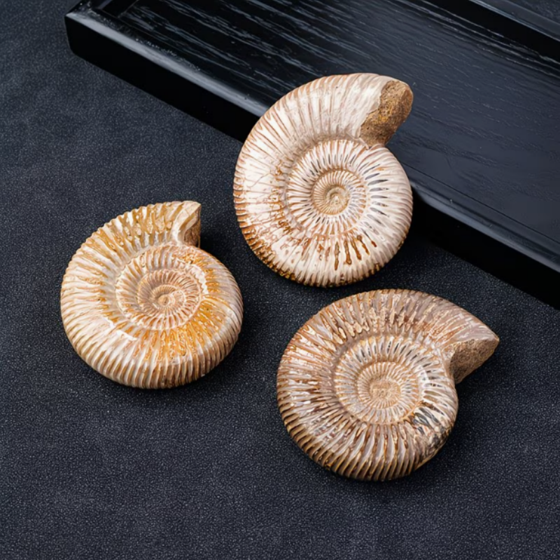 Fossiles d'ammonites