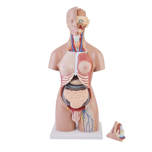 Gelsonlab Anatomical <strong>Human</strong> Torso Model 55cm with 20 Parts with Opening on the <strong>Back</strong> - Product Image 5