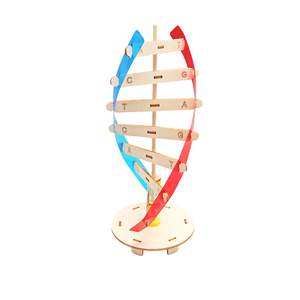 Küçük DIY İnsan gen DNA çift sarmal modeli için biyolojik bilim deneyleri ahşap teknoloji bilim öğretim yardımcıları için - Product Image 6