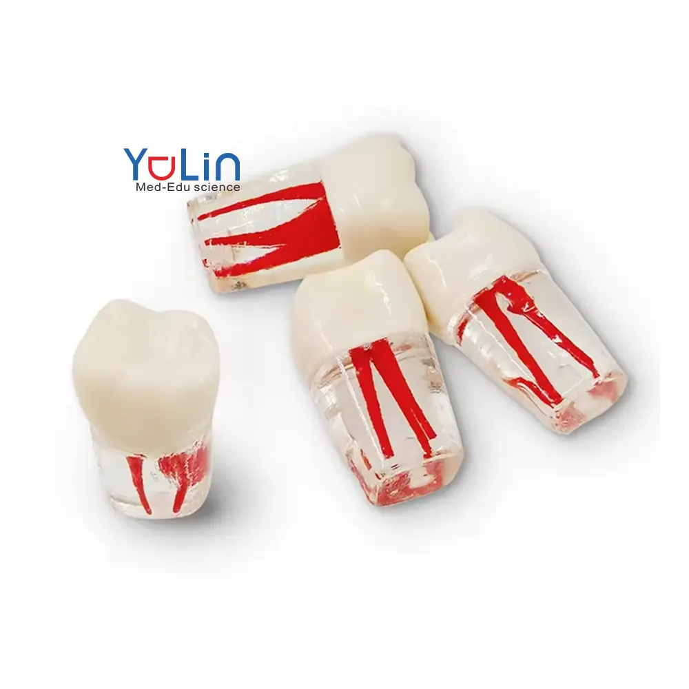 Suministros Midecal Dental Endo Root Canal Modelo de dientes Uso para la práctica y enseñanza de endodótica