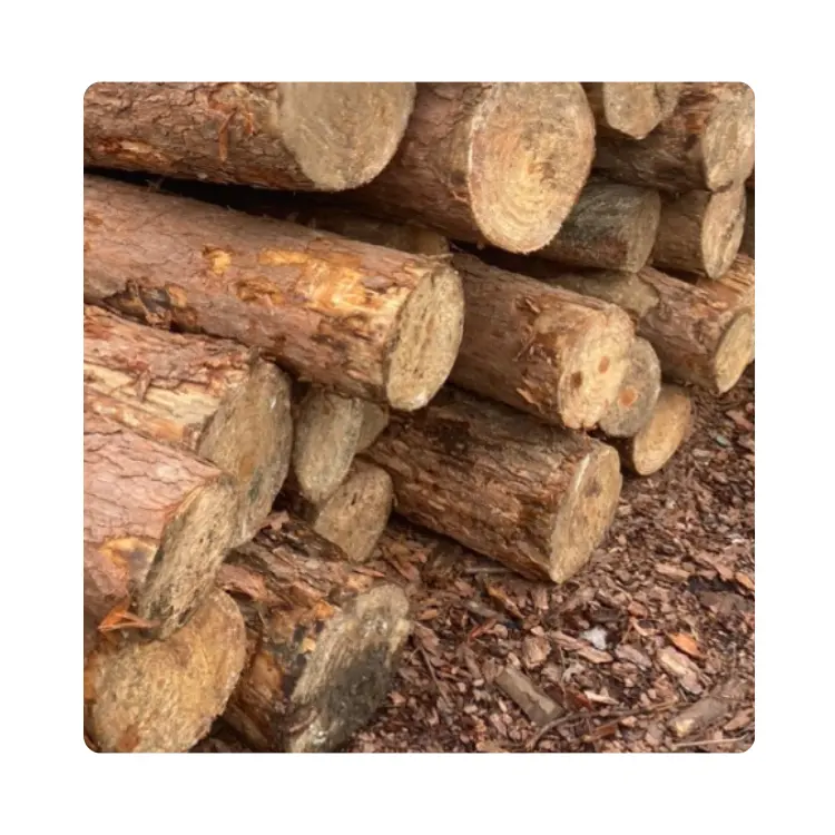 Madera de teca personalizada 100% troncos de madera de pino en bruto mejor precio alta calidad caliente al por mayor troncos redondos para la venta hecho en Vietnam