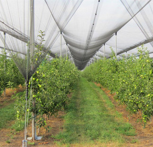 Rete antigrandine per la protezione degli alberi da frutto della serra dell'azienda agricola rete antigrandine - Product Image 1