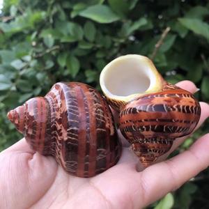 Deniz kabuğu kahverengi deniz kabukları 1.75 "-2" açılış boyutu yaklaşık. 1 "Petholatus Turbo kabukları Conch - Product Image 1