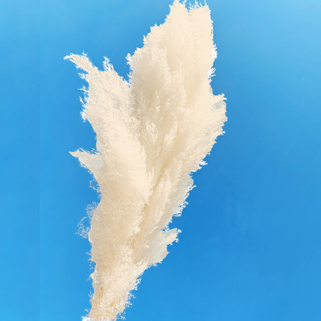 Blanc longueur 110-120cm, panache 60-80cm