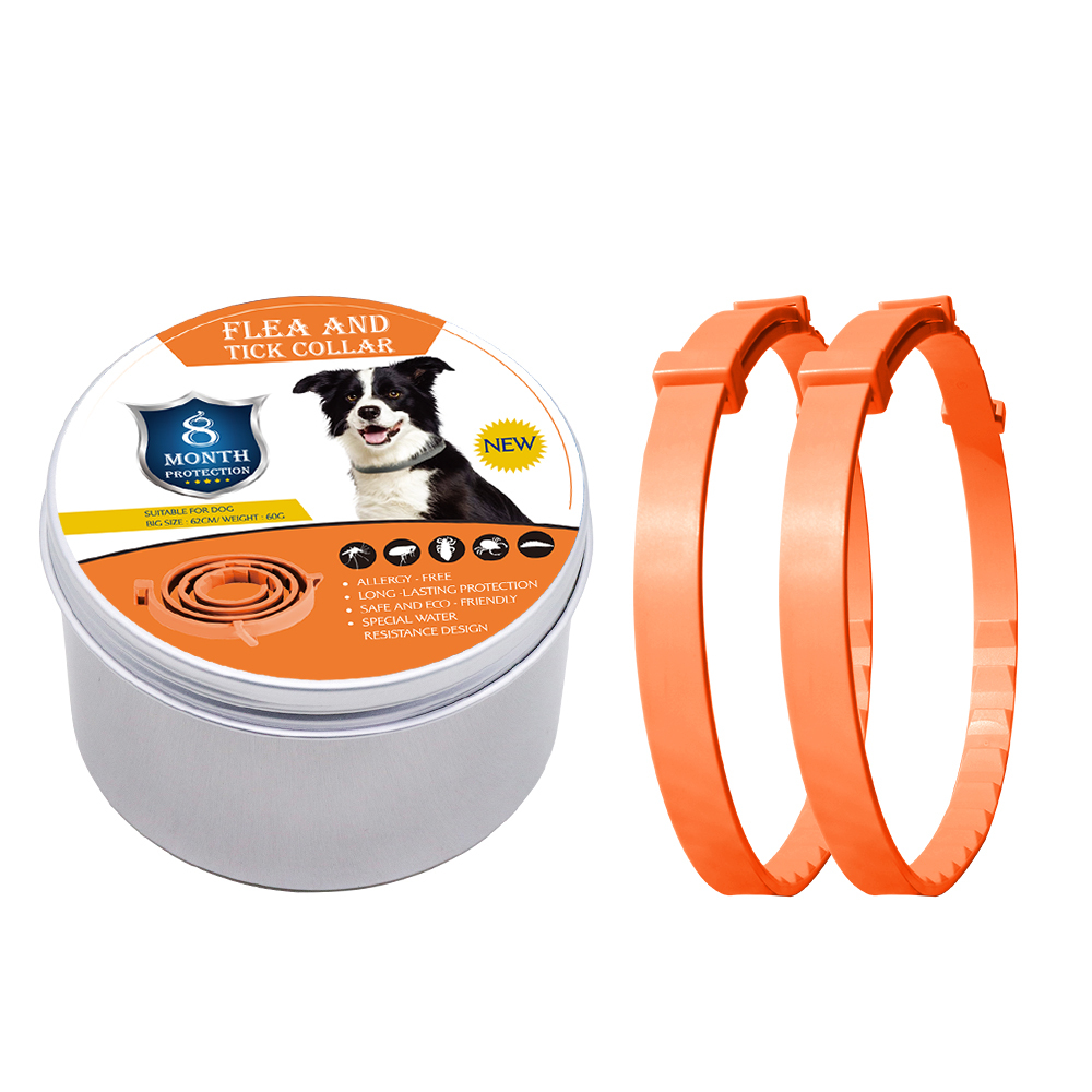 Chien orange