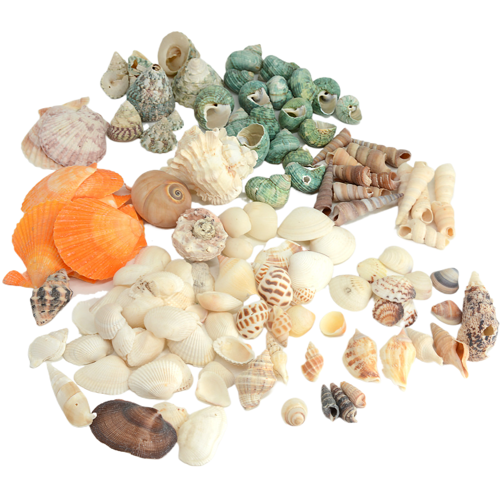 colorato Una varietà di lumache e crostacei misti