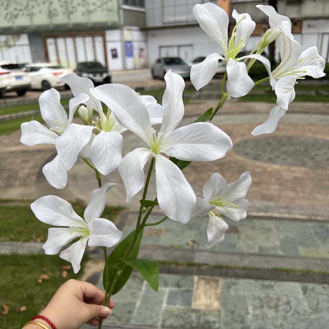 Orchidée flamme blanche
