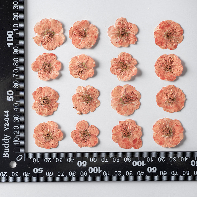 Teint orange 12 pcs/sac
