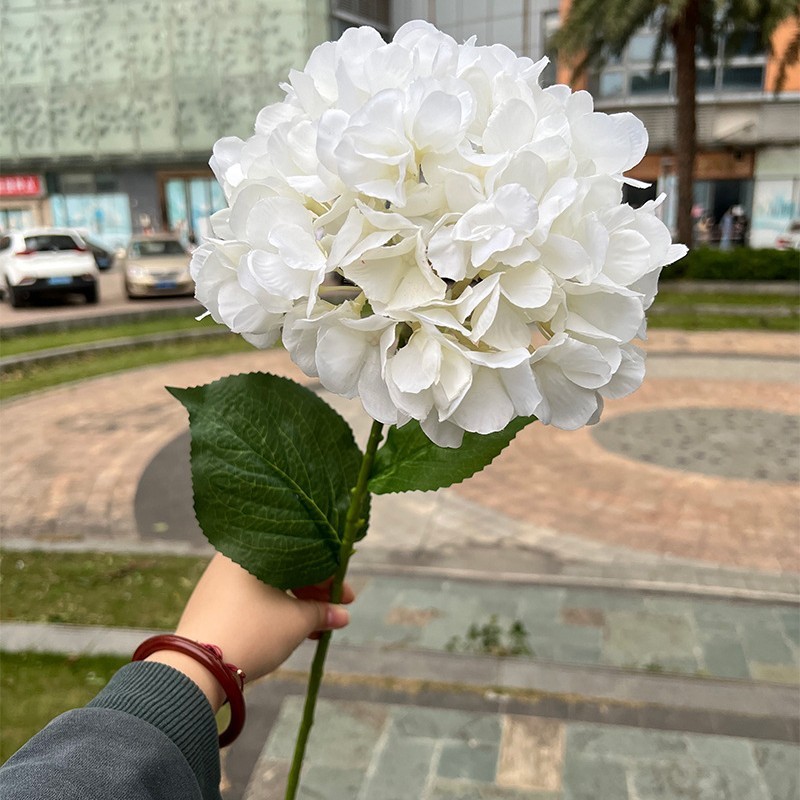 Grand hortensia français à une tête - blanc