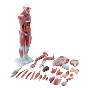 Medical <strong>Human</strong> Muscle Structure Tissue and Internal Organs Anatomical Model