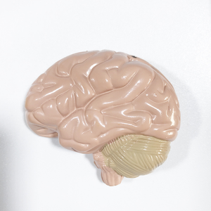 YA/N011แบบจำลองทางกายวิภาคของระบบประสาทมนุษย์แบบจำลองระบบประสาท - Product Image 2