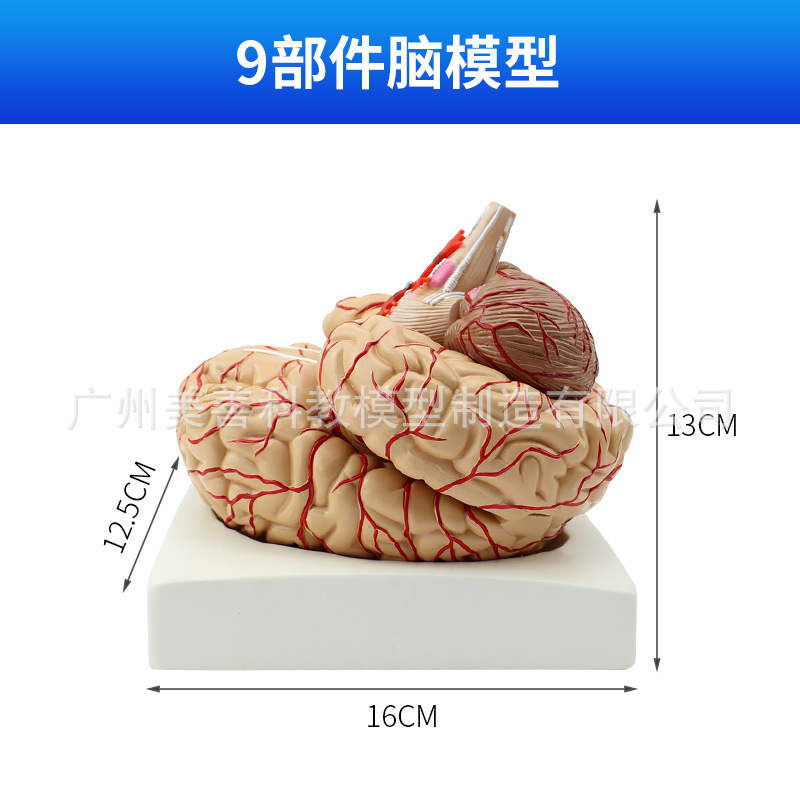 Natural Brain Anatomy (with labels)