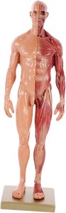30CM Masculino e Feminino Resina Anatomia Anatômica Humana Crânio Cabeça Corpo Modelo Humano 3d Artes Estrutura Diagrama - Product Image 5