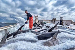Máquina de hielo en bloque, contenedor de 20 toneladas, fabricante de bloques de hielo