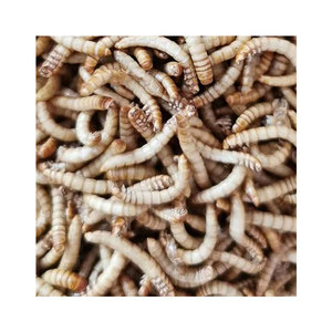 Nhà Máy Cung Cấp Khô Mealworms Cho Cá Bữa Ăn Hamster Thực Phẩm Chim Hạt Giống-Chất Lượng Cao Thức Ăn Vật Nuôi - Product Image 2
